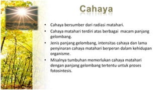 • Cahaya bersumber dari radiasi matahari.
• Cahaya matahari terdiri atas berbagai macam panjang
gelombang.
• Jenis panjang gelombang, intensitas cahaya dan lama
penyinaran cahaya matahari berperan dalam kehidupan
organisme.
• Misalnya tumbuhan memerlukan cahaya matahari
dengan panjang gelombang tertentu untuk proses
fotosintesis.
 