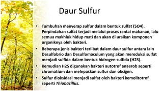 Daur Sulfur
• Tumbuhan menyerap sulfur dalam bentuk sulfat (SO4).
Perpindahan sulfat terjadi melalui proses rantai makanan, lalu
semua makhluk hidup mati dan akan di uraikan komponen
organiknya oleh bakteri.
• Beberapa jenis bakteri terlibat dalam daur sulfur antara lain
Desulfobrio dan Desulfomaculum yang akan mereduksi sulfat
menjadi sulfida dalam bentuk hidrogen sulfida (H2S).
• Kemudian H2S digunakan bakteri autotrof anaerob seperti
chromatium dan melepaskan sulfur dan oksigen.
• Sulfur dioksidasi menjadi sulfat oleh bakteri kemolitotrof
seperti Thiobacillus.
 