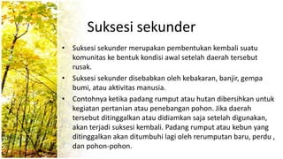 Suksesi sekunder
• Suksesi sekunder merupakan pembentukan kembali suatu
komunitas ke bentuk kondisi awal setelah daerah tersebut
rusak.
• Suksesi sekunder disebabkan oleh kebakaran, banjir, gempa
bumi, atau aktivitas manusia.
• Contohnya ketika padang rumput atau hutan dibersihkan untuk
kegiatan pertanian atau penebangan pohon. Jika daerah
tersebut ditinggalkan atau didiamkan saja setelah digunakan,
akan terjadi suksesi kembali. Padang rumput atau kebun yang
ditinggalkan akan ditumbuhi lagi oleh rerumputan baru, perdu ,
dan pohon-pohon.
 