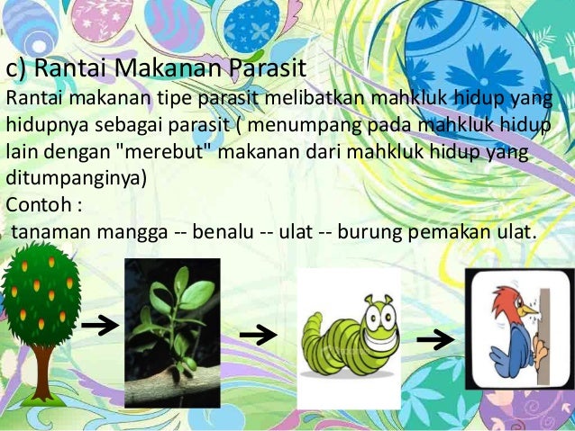 Gambar Rantai Makanan Parasit / Contoh Rantai Makanan Pemangsa Dan