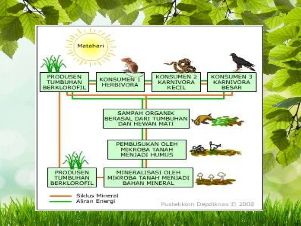 Ekosistem Startup Lokal Indonesia Pertumbuhan Digital