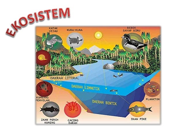 Ekosistem 45609334