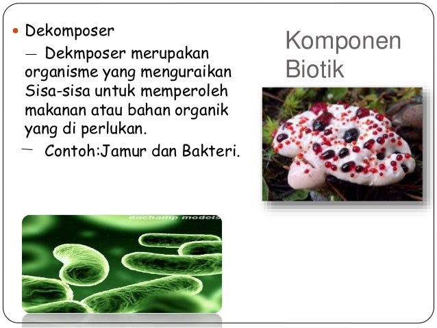 Ekosistem