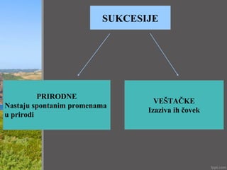 SUKCESIJE
PRIRODNE
Nastaju spontanim promenama
u prirodi
VEŠTAČKE
Izaziva ih čovek
 
