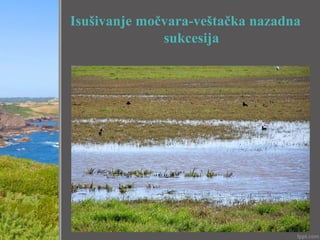 Isušivanje močvara-veštačka nazadna
sukcesija
 
