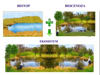 BIOTOP BIOCENOZA
EKOSISTEM
 