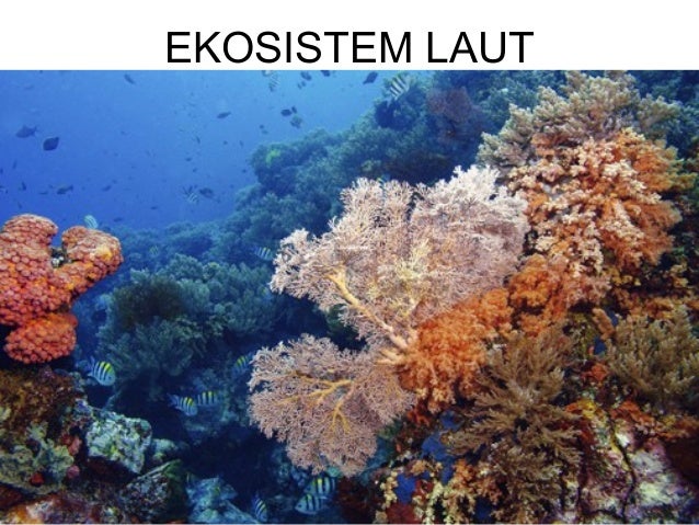  Ekosistem 