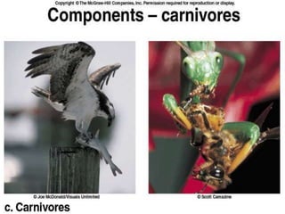 Ekosistem