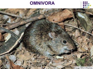 OMNIVORA
 