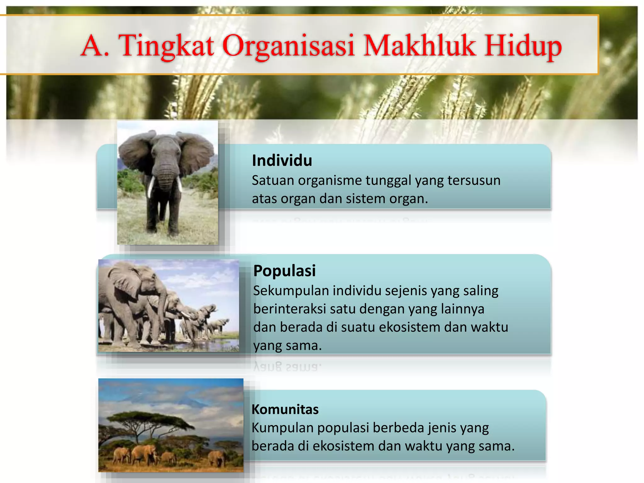 Contoh Individu Ekosistem.pptx