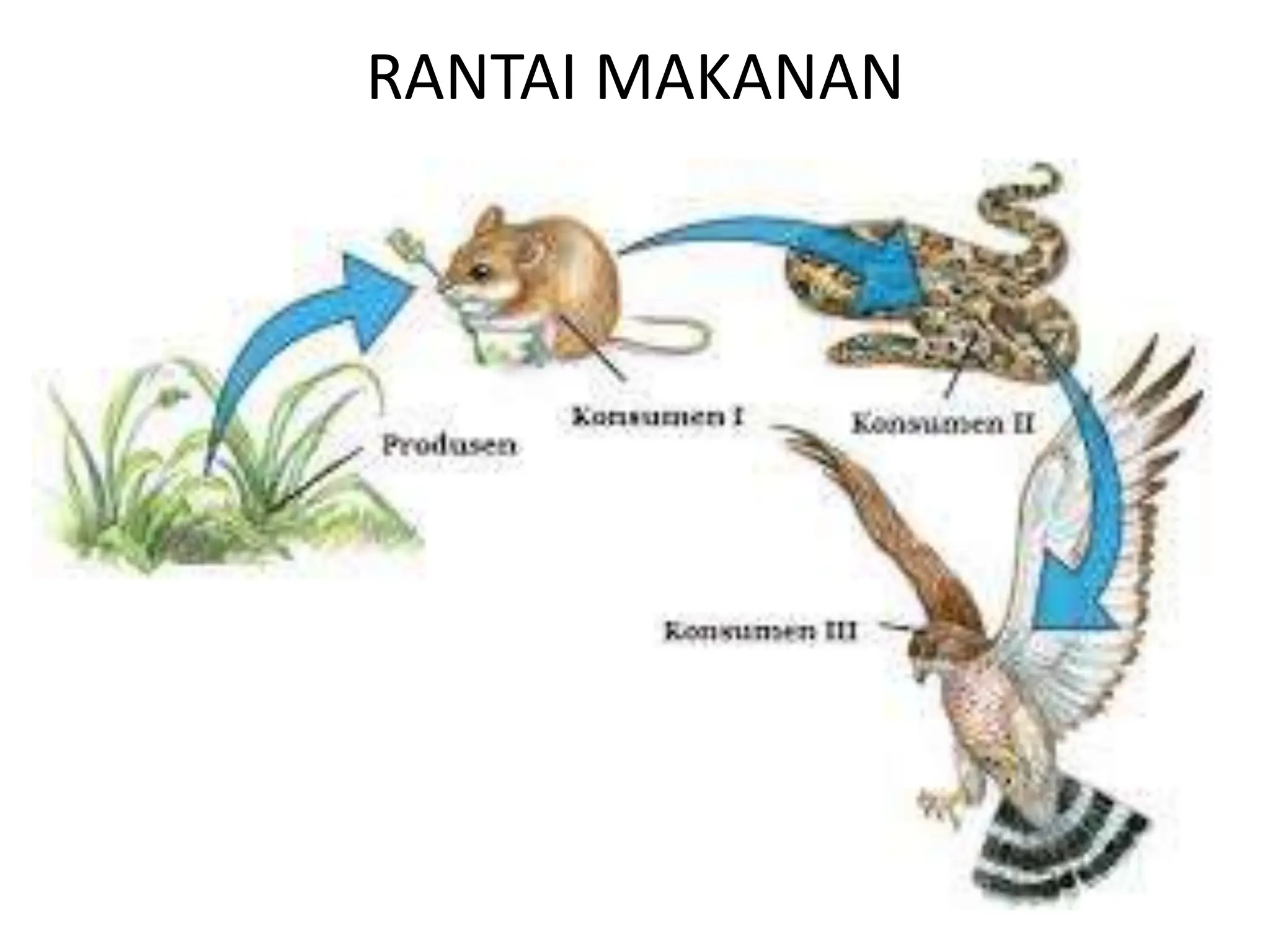 Komponen penyusun ekosistem terdiri dari individu, populasi, komunitas