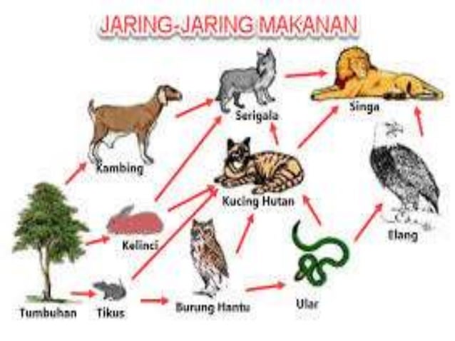 Komponen penyusun ekosistem terdiri dari individu, populasi, komunitas