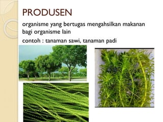 PRODUSEN
organisme yang bertugas mengahsilkan makanan
bagi organisme lain
contoh : tanaman sawi, tanaman padi
 