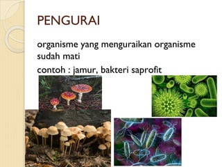 PENGURAI
organisme yang menguraikan organisme
sudah mati
contoh : jamur, bakteri saprofit
 