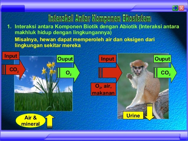 Contoh Interaksi Antar Komponen Biotik - Aneka Macam Contoh