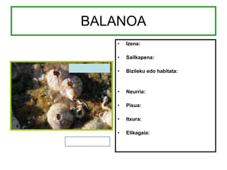 BALANOA Izena: Sailkapena: Bizileku edo habitata: Neurria: Pisua: Itxura: Elikagaia: 