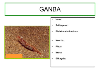 GANBA Izena: Sailkapena: Bizileku edo habitata: Neurria: Pisua: Itxura: Elikagaia: 