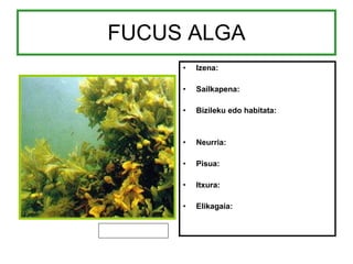 FUCUS ALGA Izena: Sailkapena: Bizileku edo habitata: Neurria: Pisua: Itxura: Elikagaia: 