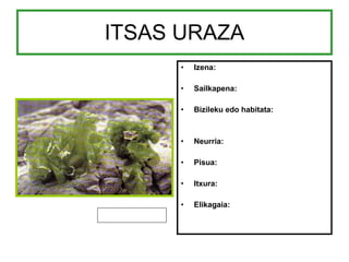 ITSAS URAZA Izena: Sailkapena: Bizileku edo habitata: Neurria: Pisua: Itxura: Elikagaia: 