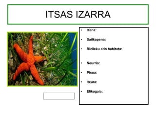ITSAS IZARRA Izena: Sailkapena: Bizileku edo habitata: Neurria: Pisua: Itxura: Elikagaia: 