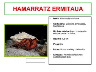 HAMARRATZ ERMITAUA Izena:  Hamarratz ermitaua. Sailkapena:  Biziduna, ornogabea ,  krustaseoa. Bizileku edo habitata:  hondarretan   edo paduretan bizi dira . Neurria : 1,5 cm Pisua:  2g Itxura:  Burua eta begi txikiak ditu. Elikagaia:  Animali hondakinen sarraskijaleak dira. 
