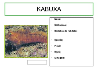 KABUXA Izena: Sailkapena: Bizileku edo habitata: Neurria: Pisua: Itxura: Elikagaia: 