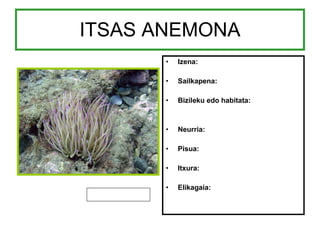 ITSAS ANEMONA Izena: Sailkapena: Bizileku edo habitata: Neurria: Pisua: Itxura: Elikagaia: 