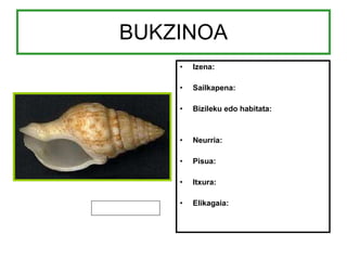 BUKZINOA Izena: Sailkapena: Bizileku edo habitata: Neurria: Pisua: Itxura: Elikagaia: 
