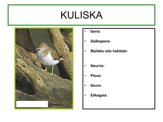KULISKA Izena: Sailkapena: Bizileku edo habitata: Neurria: Pisua: Itxura: Elikagaia: 