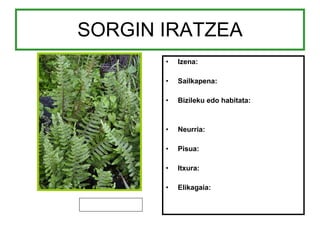 SORGIN IRATZEA Izena: Sailkapena: Bizileku edo habitata: Neurria: Pisua: Itxura: Elikagaia: 