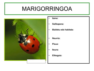 MARIGORRINGOA Izena: Sailkapena: Bizileku edo habitata: Neurria: Pisua: Itxura: Elikagaia: 