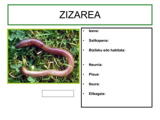 ZIZAREA Izena: Sailkapena: Bizileku edo habitata: Neurria: Pisua: Itxura: Elikagaia: 