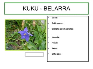 KUKU - BELARRA Izena: Sailkapena: Bizileku edo habitata: Neurria: Pisua: Itxura: Elikagaia: 