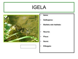 IGELA Izena: Sailkapena: Bizileku edo habitata: Neurria: Pisua: Itxura: Elikagaia: 