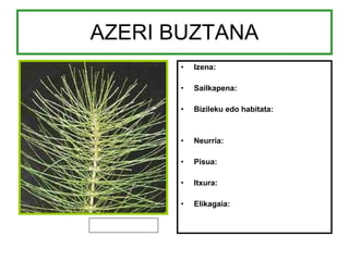 AZERI BUZTANA Izena: Sailkapena: Bizileku edo habitata: Neurria: Pisua: Itxura: Elikagaia: 