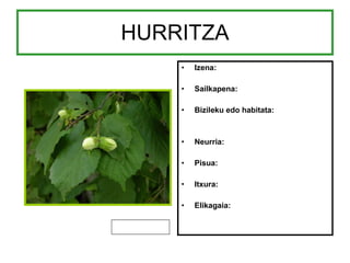 HURRITZA Izena: Sailkapena: Bizileku edo habitata: Neurria: Pisua: Itxura: Elikagaia: 