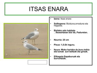 ITSAS ENARA Izena:  Itsas enara Sailkapena:  Biziduna,ornoduna eta   hegaztia. Bizileku edo habitata  . Itsasertzean bizi da, Paduretan. Neurria: 25 cm Pisua: 1,5-2k inguru. Itxura: Moko horizka du,buru txikia eta lumak  zuri beltzak eta grisak. Elikagaia:Sapaburuak eta burruntziak. 