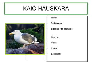 KAIO HAUSKARA Izena: Sailkapena: Bizileku edo habitata: Neurria: Pisua: Itxura: Elikagaia: 