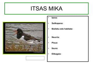 ITSAS MIKA Izena: Sailkapena: Bizileku edo habitata: Neurria: Pisua: Itxura: Elikagaia: 