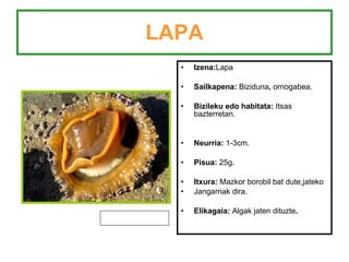 LAPA Izena: Lapa Sailkapena:  Biziduna ,  ornogabea. Bizileku edo habitata:  Itsas bazterretan. Neurria:  1-3cm. Pisua:  25g. Itxura:  Mazkor   borobil   bat dute,jateko Jangarriak dira. Elikagaia:  Algak   jaten dituzte . 