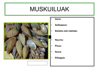 MUSKUILUAK Izena: Sailkapena: Bizileku edo habitata: Neurria: Pisua: Itxura: Elikagaia: 