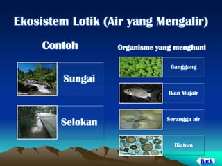 Ekosistem Lotik (Air yang Mengalir)
Contoh
Organisme yang menghuni
Ganggang
Sungai
Ikan Mujair
Selokan
Serangga air
Diatom
Back