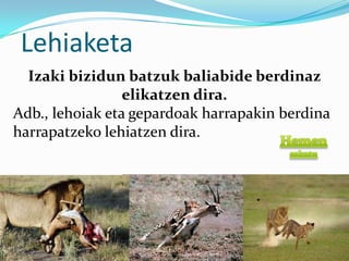 Lehiaketa
  Izaki bizidun batzuk baliabide berdinaz
                 elikatzen dira.
Adb., lehoiak eta gepardoak harrapakin berdina
harrapatzeko lehiatzen dira.
 
