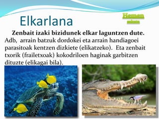 Elkarlana
   Zenbait izaki bizidunek elkar laguntzen dute.
Adb, arrain batzuk dordokei eta arrain handiagoei
parasitoak kentzen dizkiete (elikatzeko). Eta zenbait
txorik (frailetxoak) kokodriloen haginak garbitzen
dituzte (elikagai bila).
 