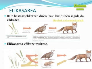 ELIKASAREA
 Bata besteaz elikatzen diren izaki bizidunen segida da
 elikatea.                        Ekoizleak eta kontsumitzaileak




 Elikasarea elikate multzoa.
 