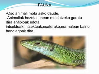 FAUNA

-Oso animali mota asko daude.
-Animaliak hezetasunean moldatzeko garatu
dira;anfibioak edota
intsektuak.Intsektuak,esaterako,normalean baino
handiagoak dira.
 