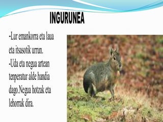 INGURUNEA
-Lur emankorra eta laua
eta itsasotik urrun.
-Uda eta negua artean
tenperatur alde handia
dago.Negua hotzak eta
lehorrak dira.
 