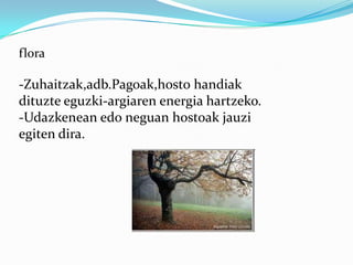 flora

-Zuhaitzak,adb.Pagoak,hosto handiak
dituzte eguzki-argiaren energia hartzeko.
-Udazkenean edo neguan hostoak jauzi
egiten dira.
 