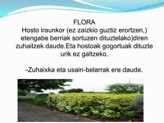 FLORA
  Hosto iraunkor (ez zaizkio guztiz erortzen,)
 etengabe berriak sortuzen dituztelako)diren
zuhaitzek daude.Eta hostoak gogortuak dituzte
              urik ez galtzeko.

   -Zuhaixka eta usain-belarrak ere daude.
 