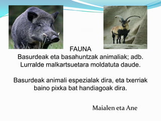 FAUNA
 Basurdeak eta basahuntzak animaliak; adb.
  Lurralde malkartsuetara moldatuta daude.

Basurdeak animali espezialak dira, eta txerriak
      baino pixka bat handiagoak dira.


                           Maialen eta Ane
 